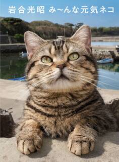 岩合光昭 み~んな元気ネコ