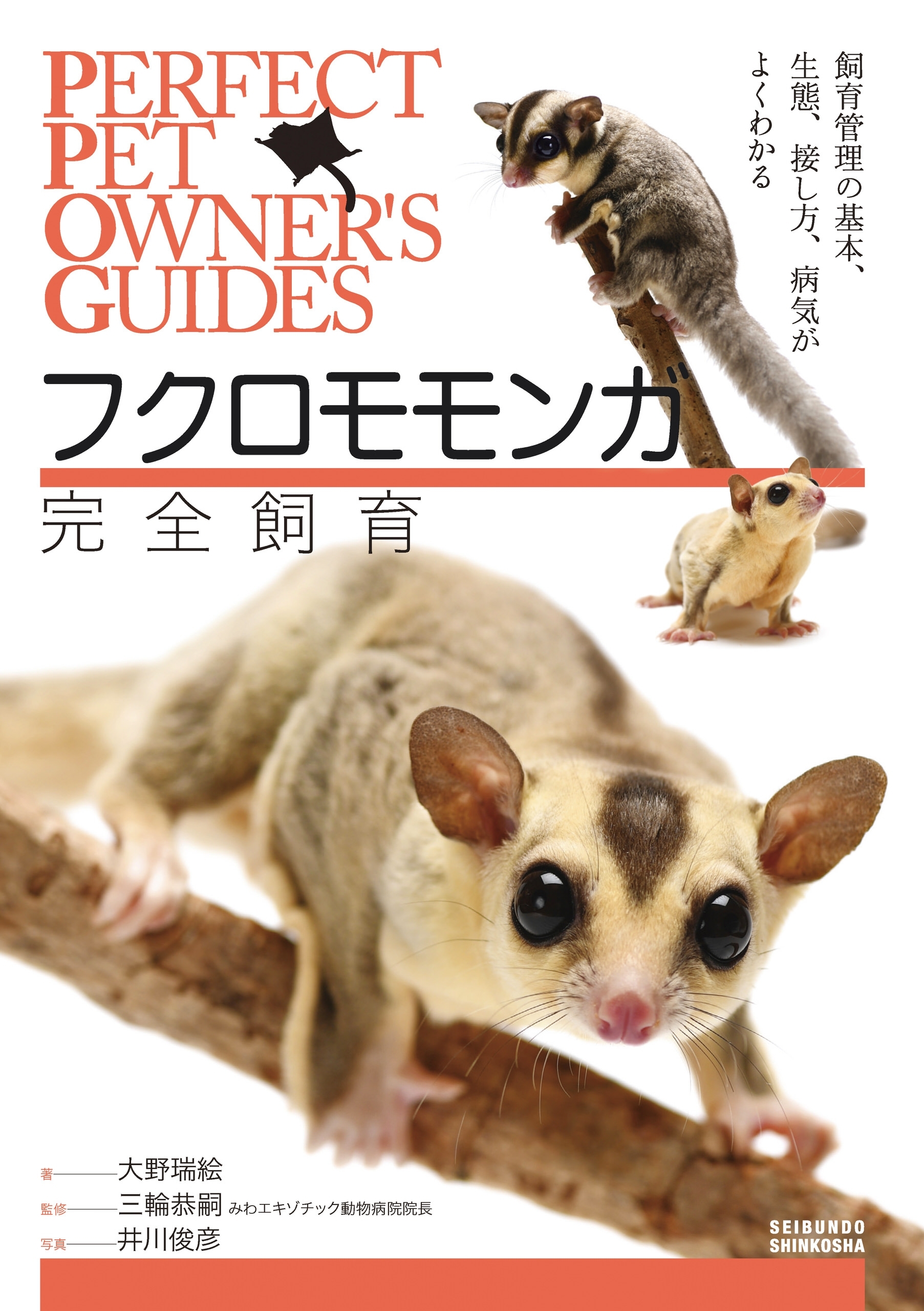 フクロモモンガ完全飼育