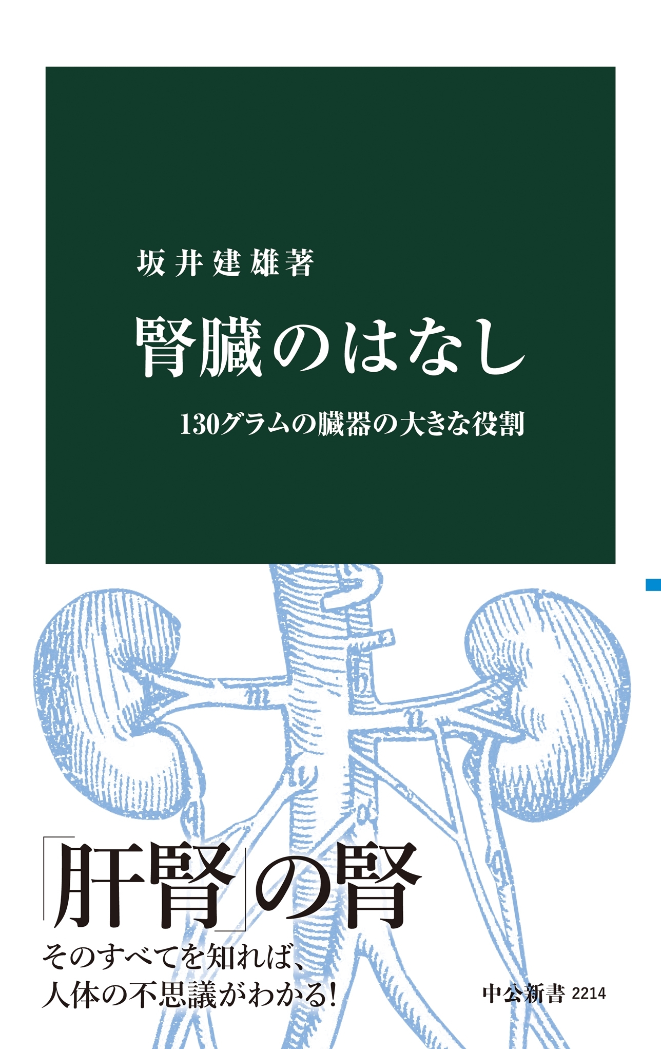 腎臓のはなし　130グラムの臓器の大きな役割