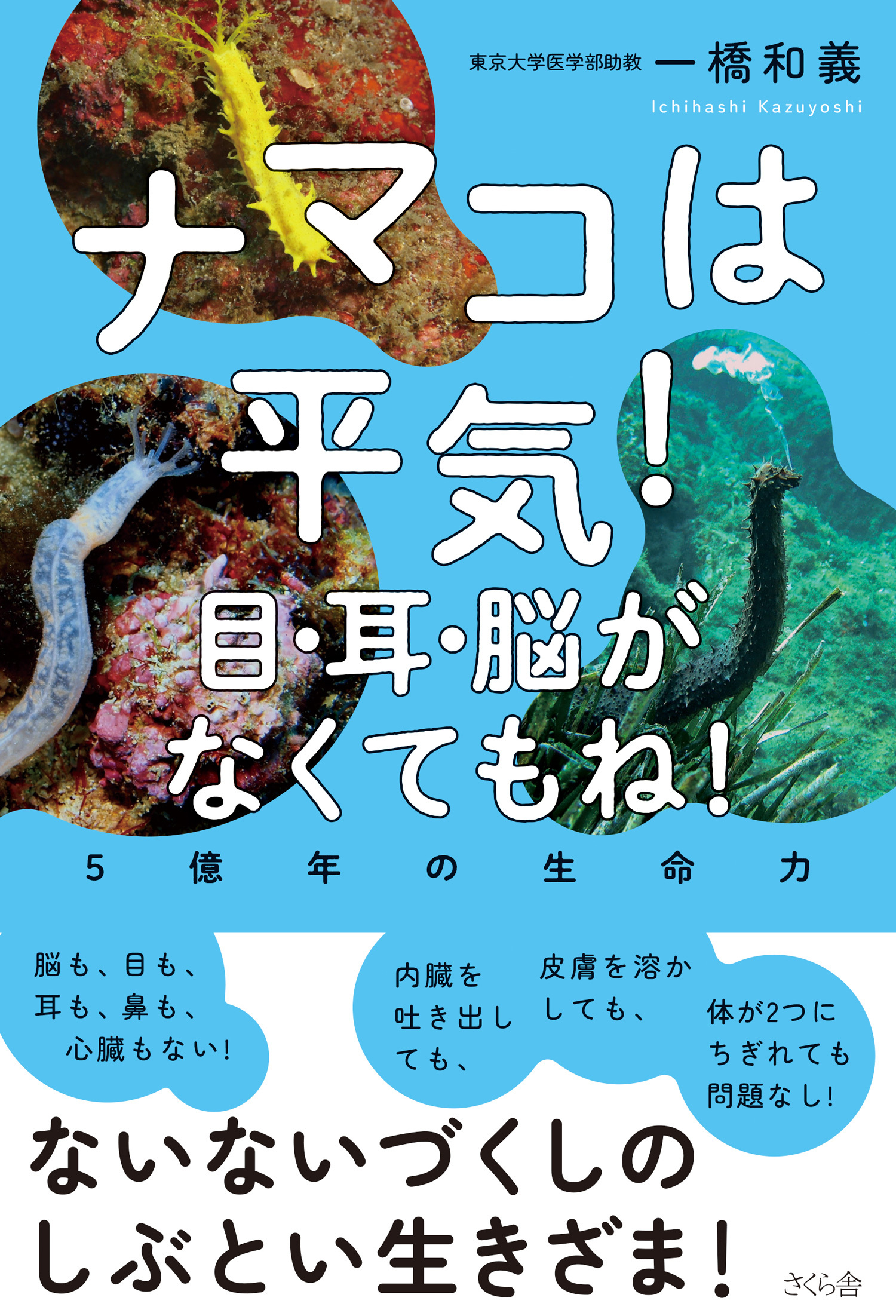 ナマコは平気！　目・耳・脳がなくてもね！