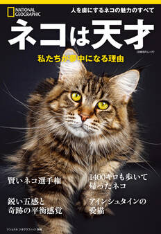 ネコは天才 私たちが夢中になる理由