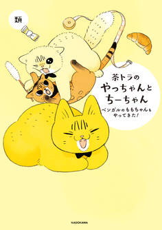 茶トラのやっちゃん