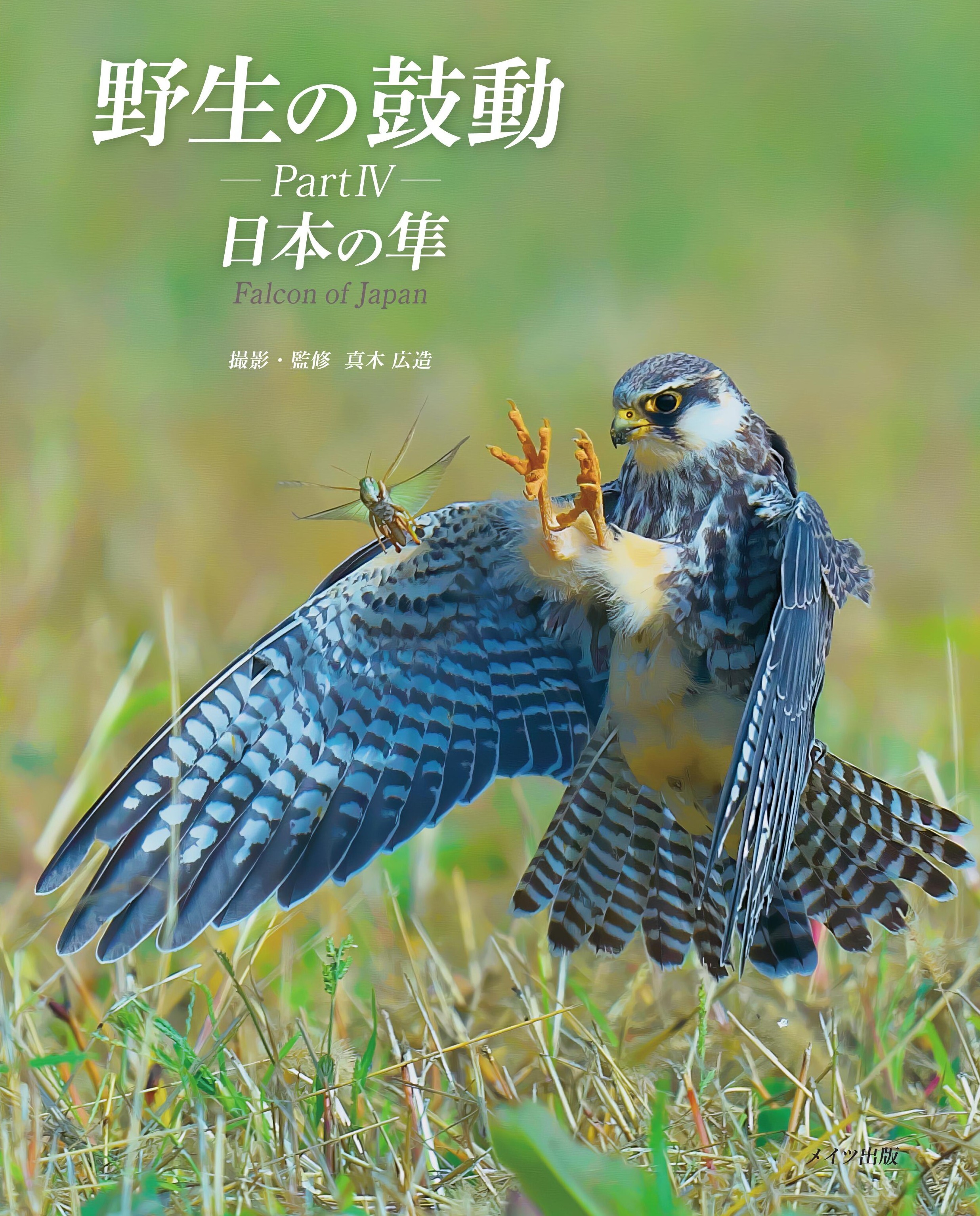 野生の鼓動 PartⅣ 日本の隼