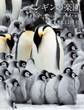 ペンギンの楽園 地球上でもっとも生命にあふれた世界