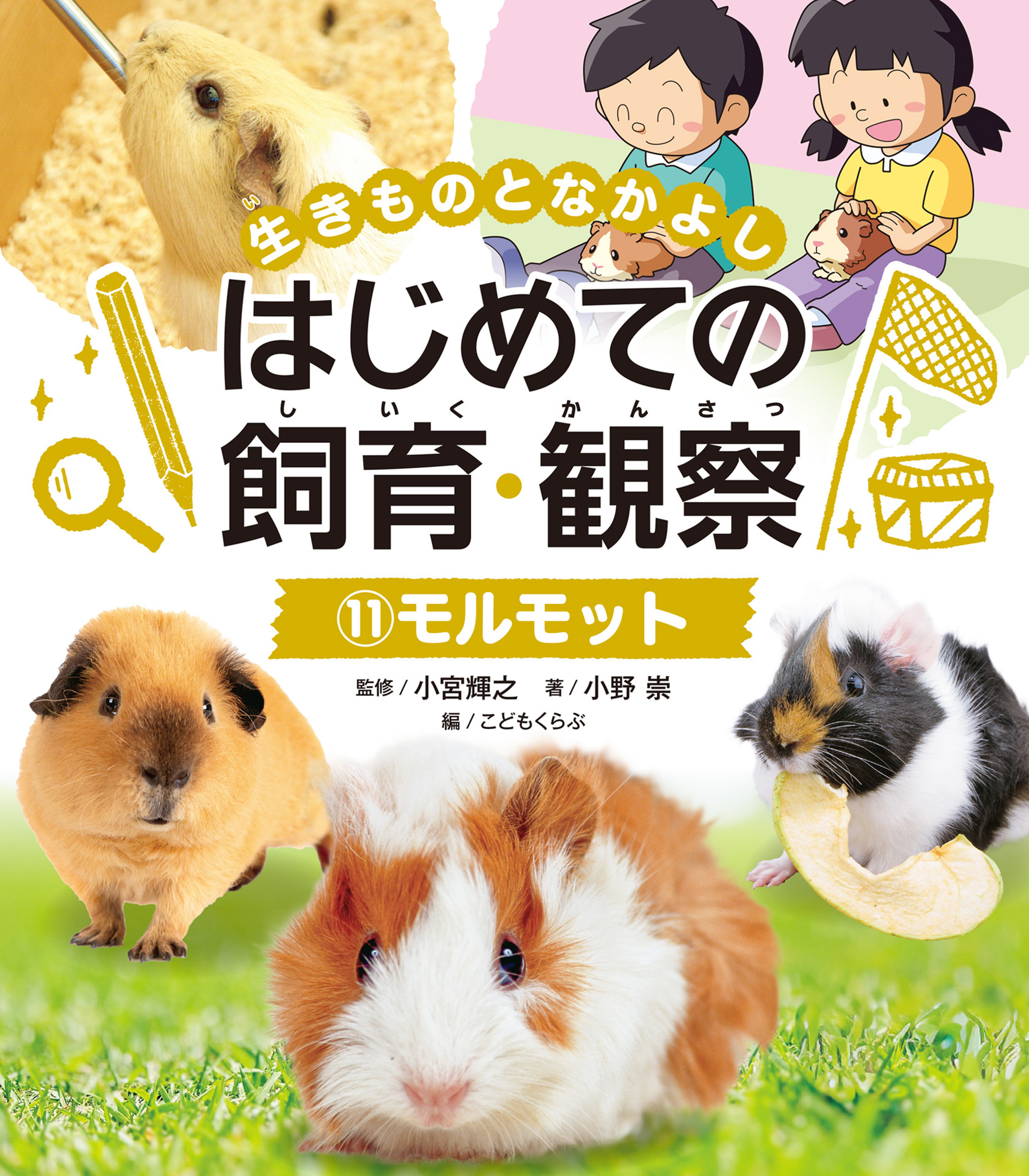 モルモット１１　生きものとなかよし　はじめての飼育・観察