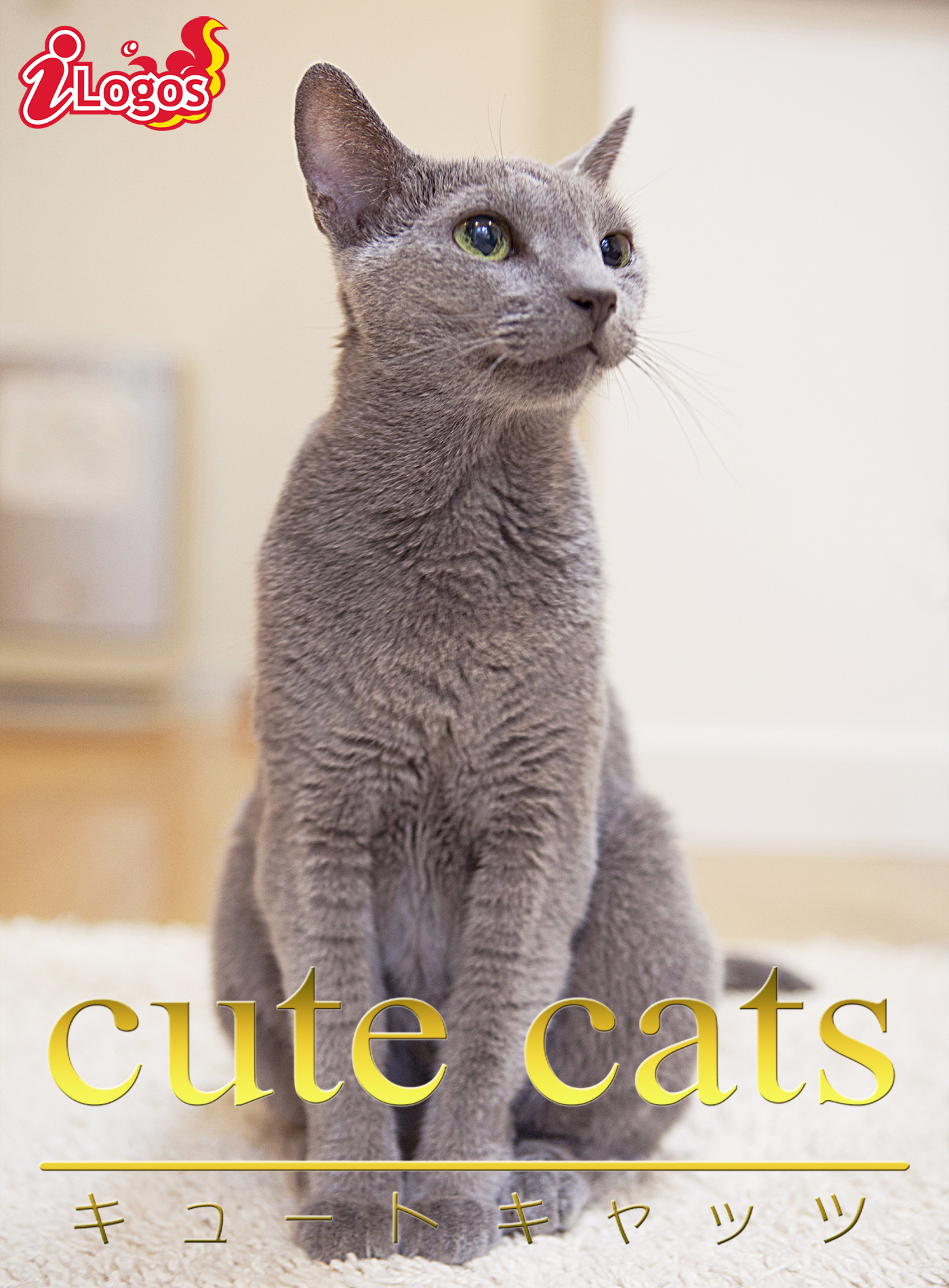 cute cats09 ロシアンブルー