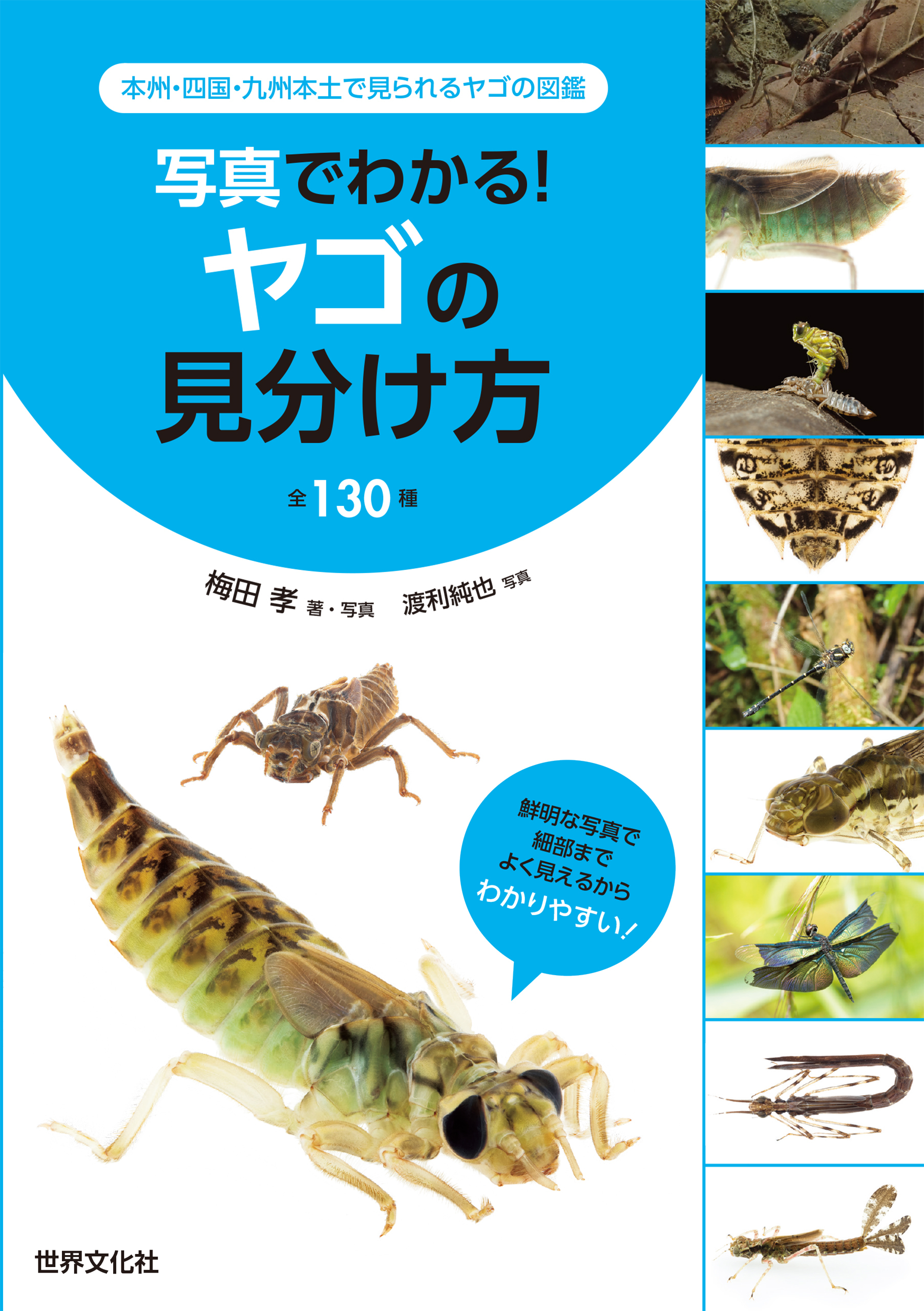 写真でわかる！ ヤゴの見分け方 全130種