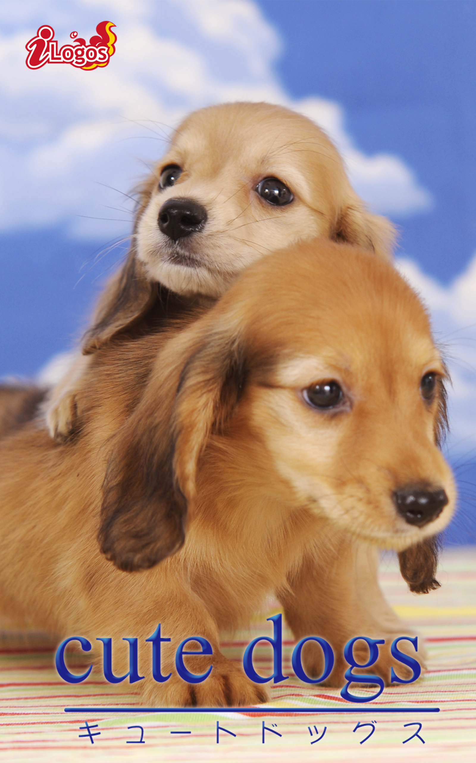 cute dogs29 ダックスフンド