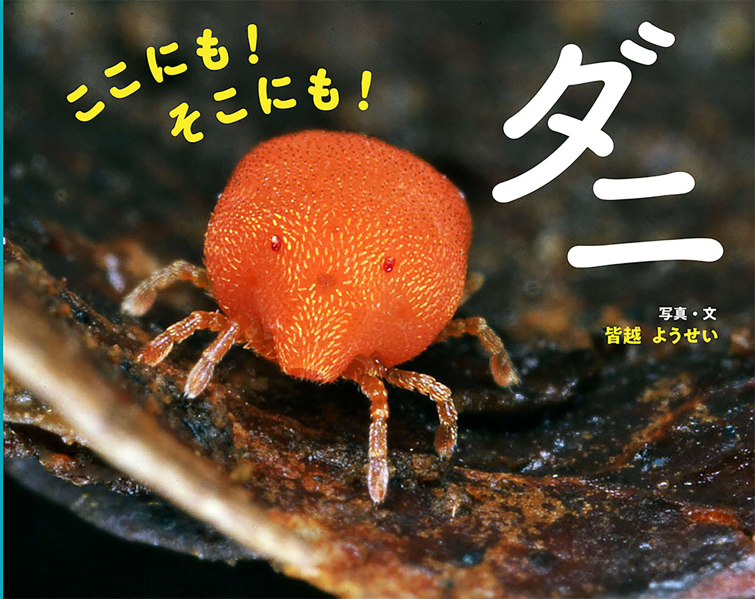 ここにも！　そこにも！　ダニ