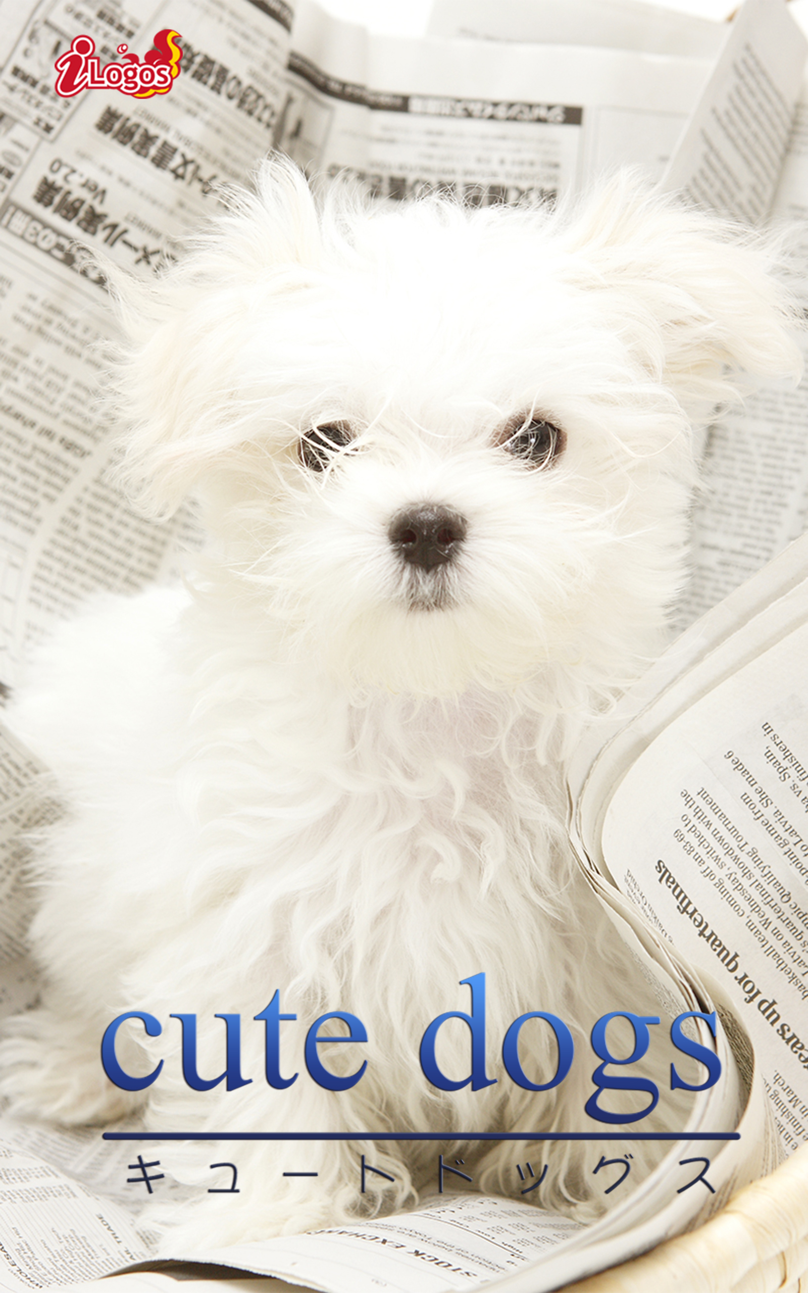 cute dogs31 マルチーズ