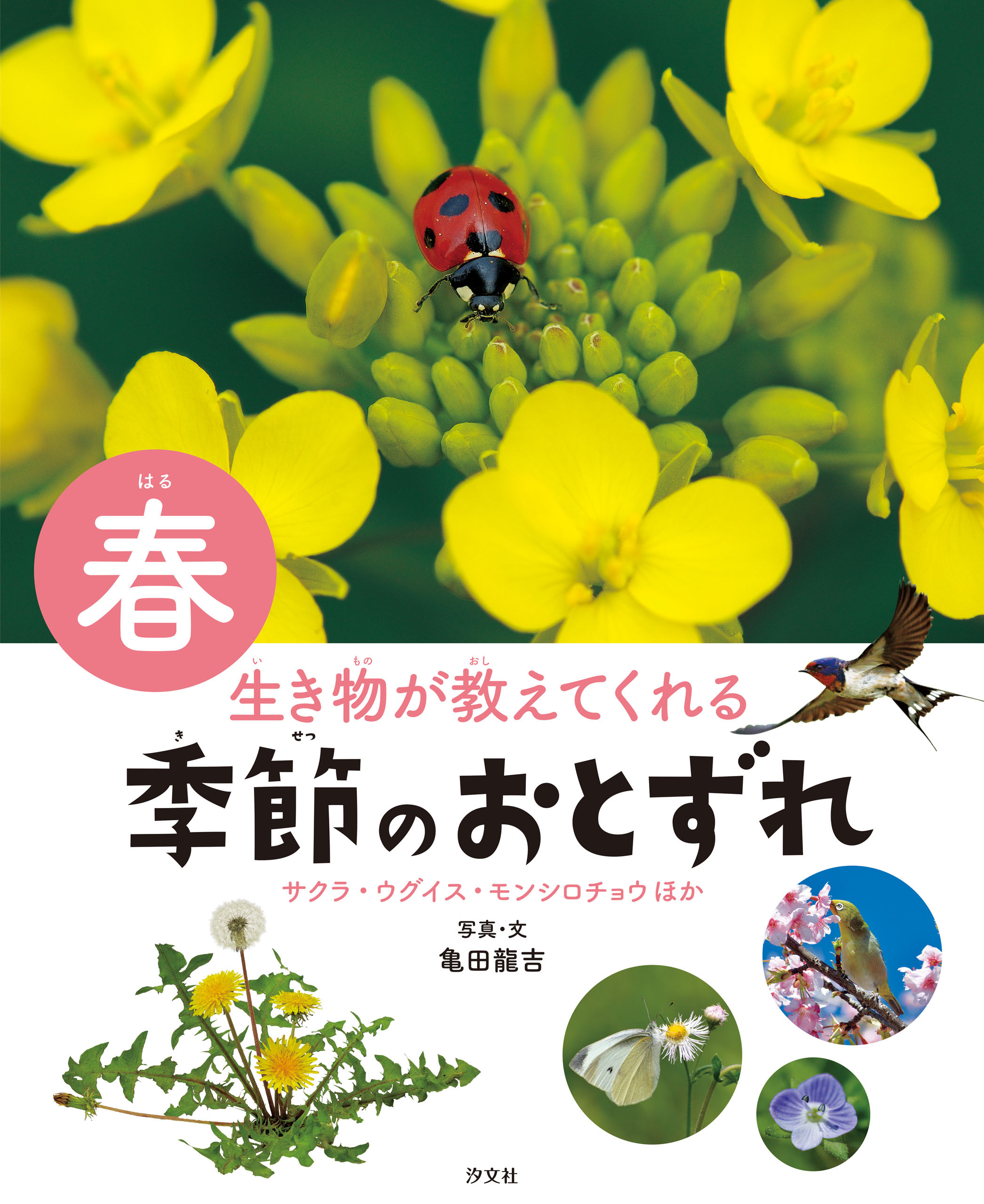 生き物が教えてくれる 季節のおとずれ 春 サクラ・ウグイス・モンシロチョウほか