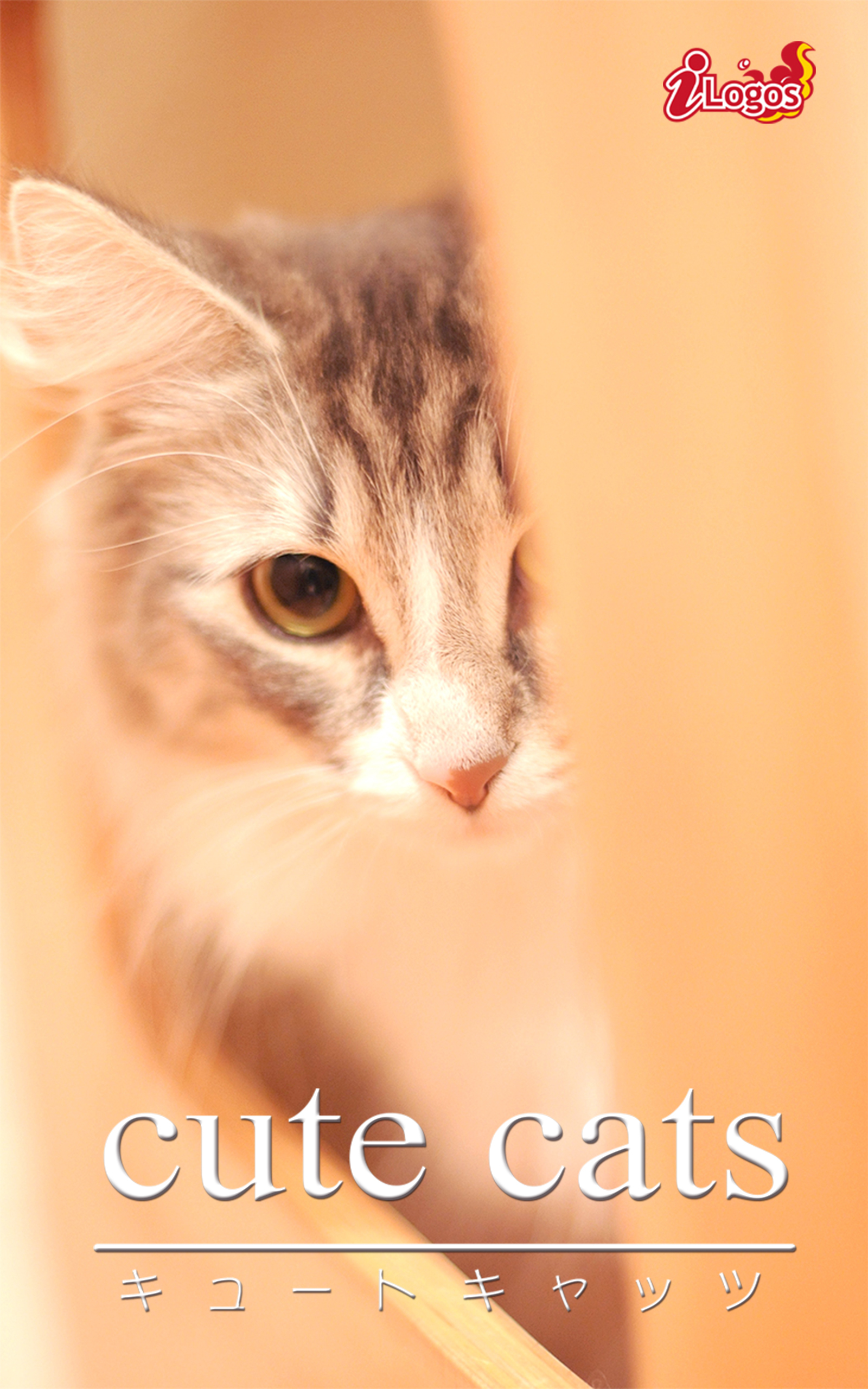 cute cats17 ノルウェージャンフォレストキャット