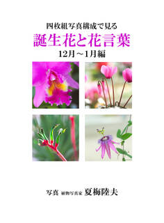 四枚組写真構成で見る誕生花と花言葉12~1月編
