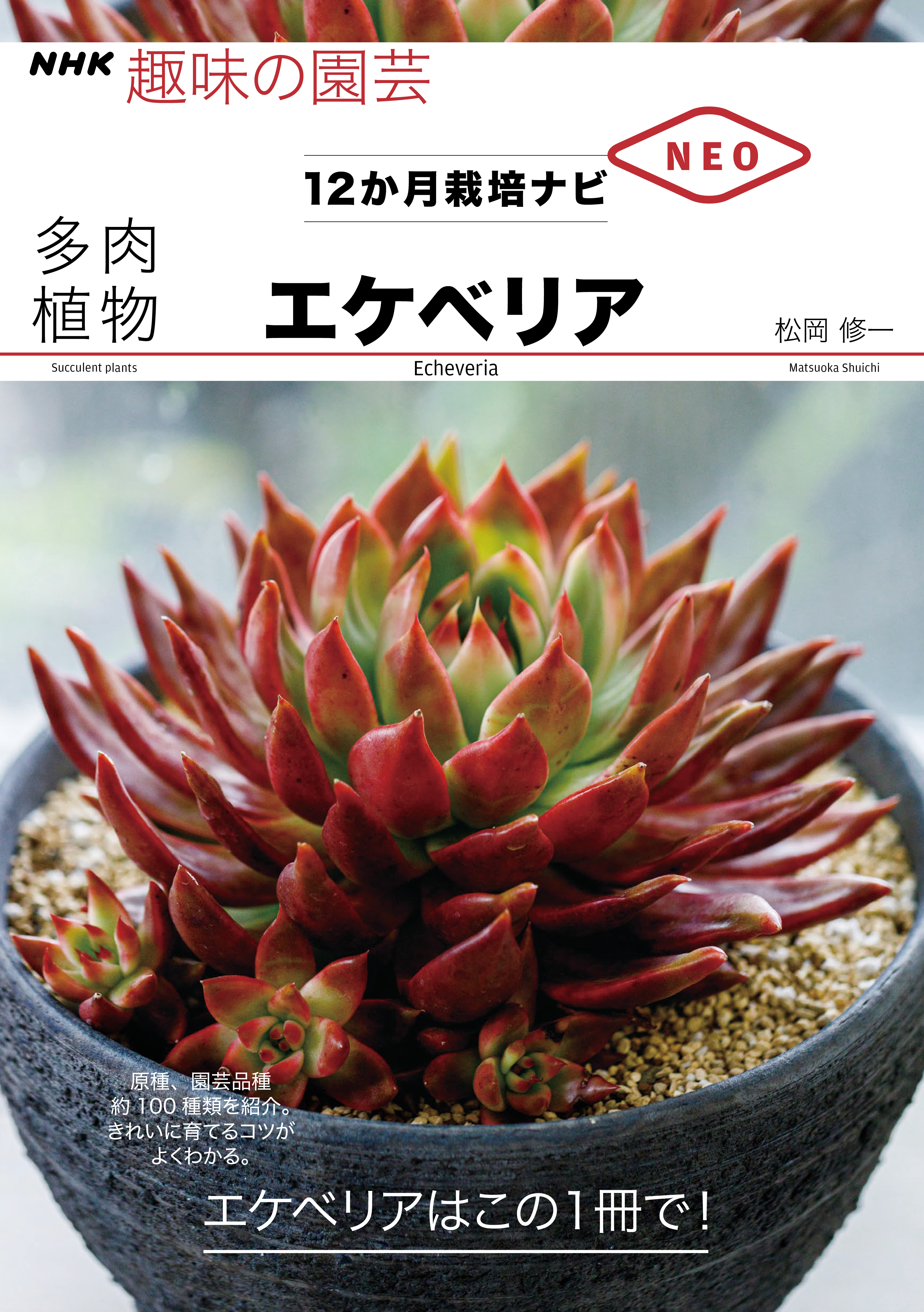 多肉植物　エケべリア