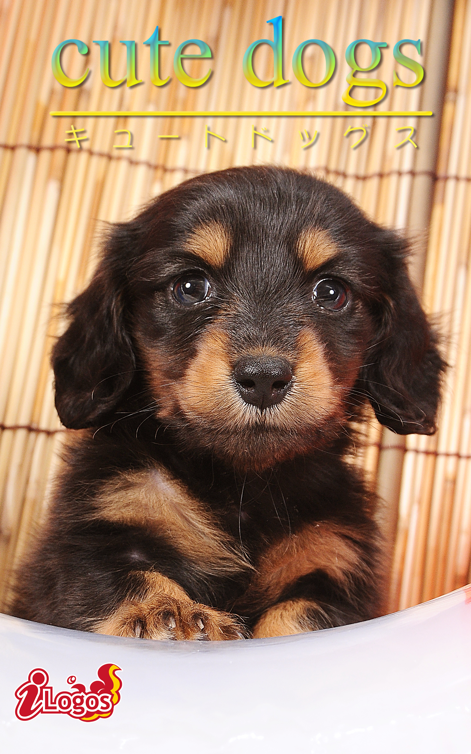 cute dogs25 ダックスフンド