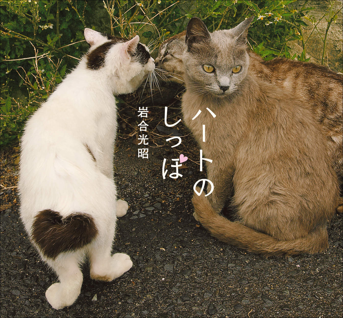 岩合光昭写真集