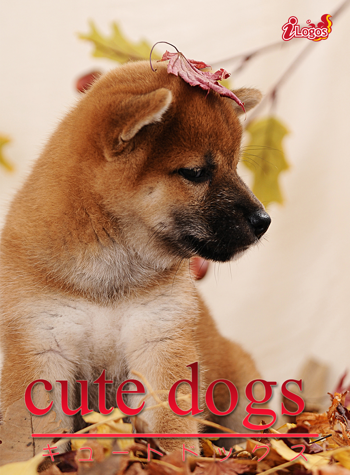 cute dogs06 柴犬