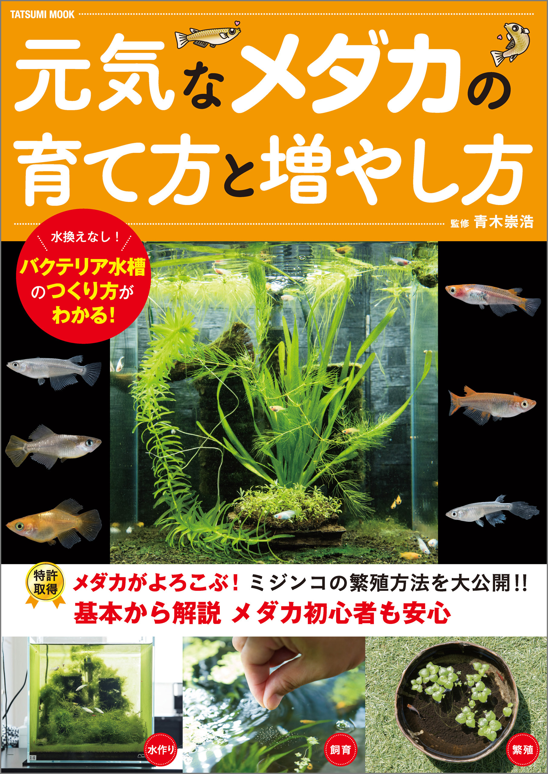 元気なメダカの育て方と増やし方