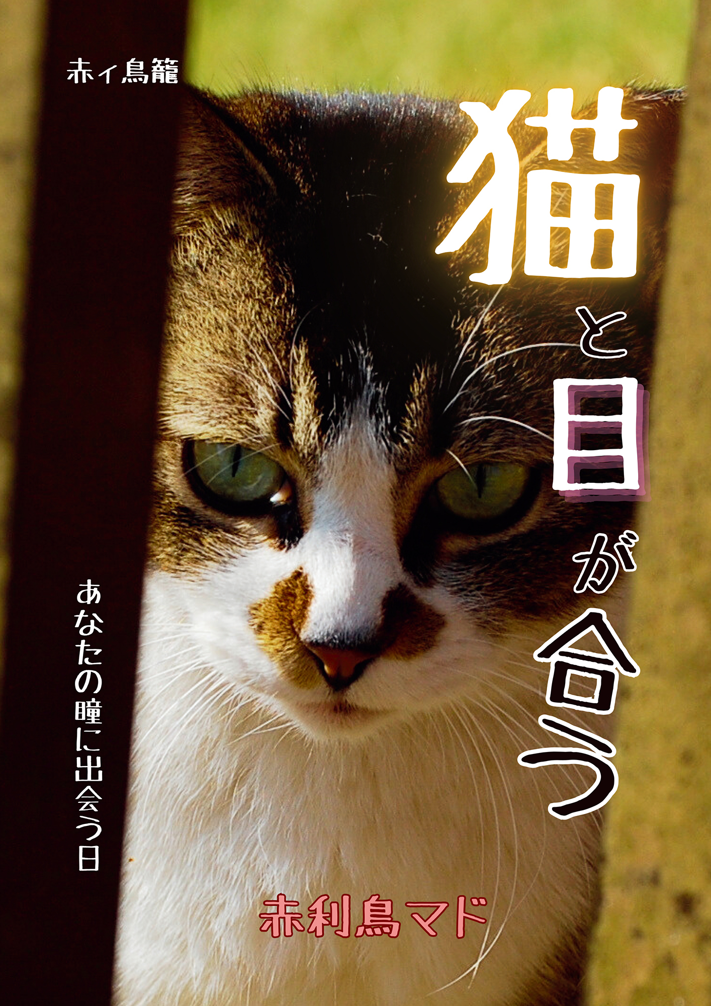 猫と目が合う　～あなたの瞳に出会う日～