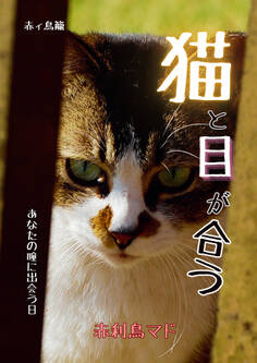 猫と目が合う ~あなたの瞳に出会う日~