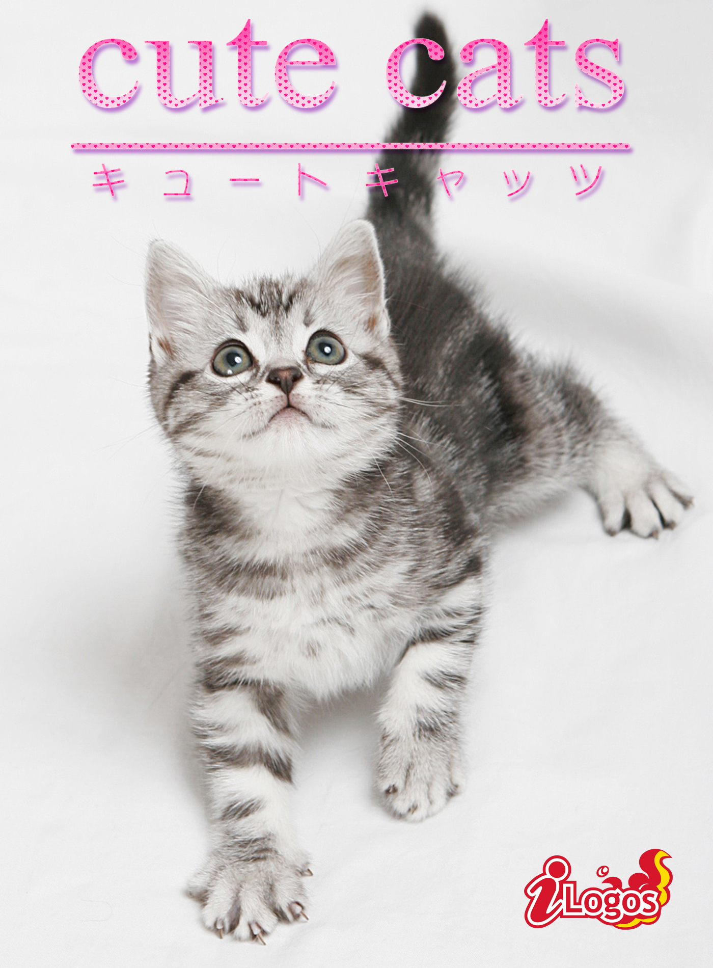 cute cats03 アメリカンショートヘア