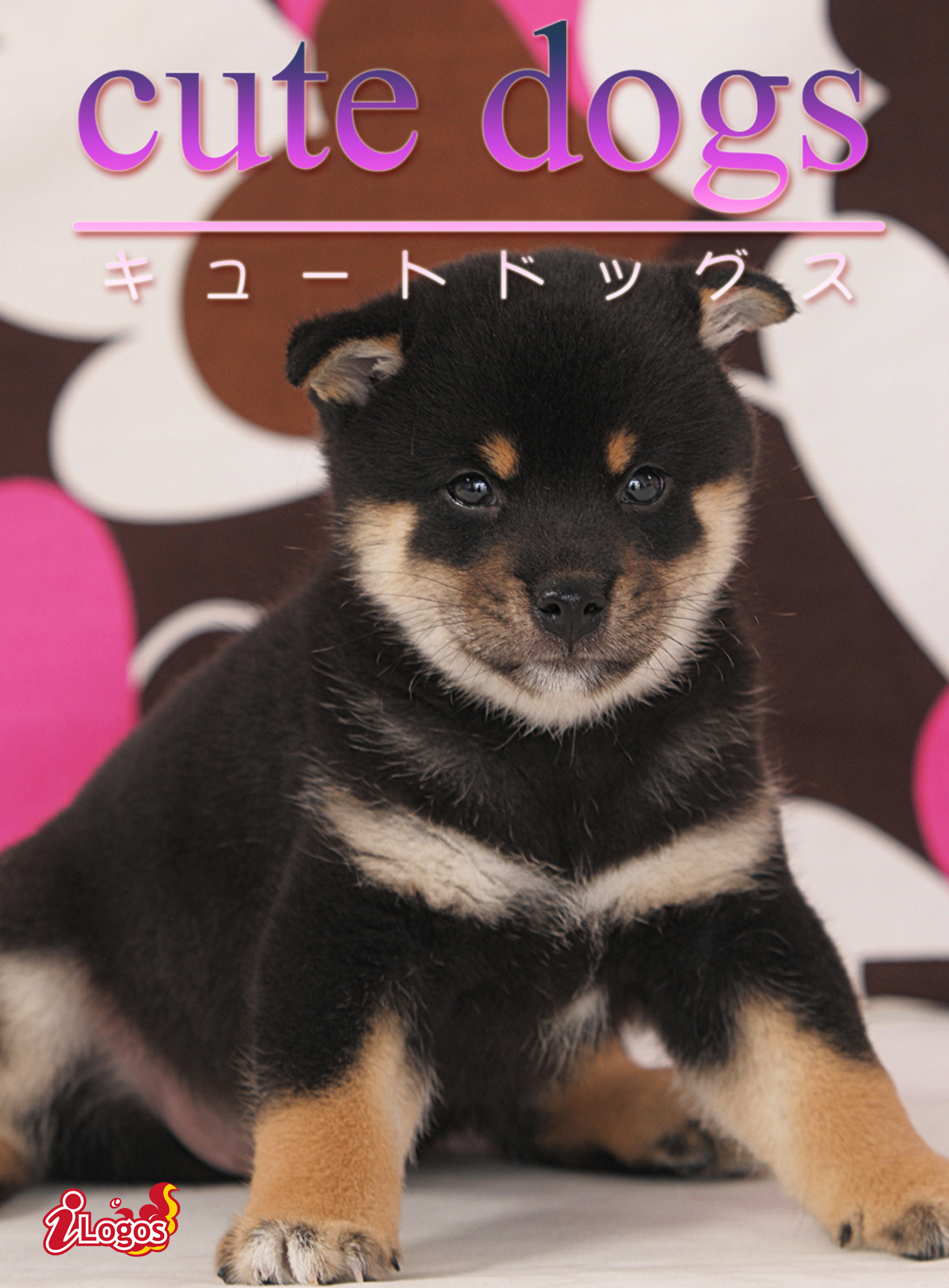 cute dogs08 柴犬