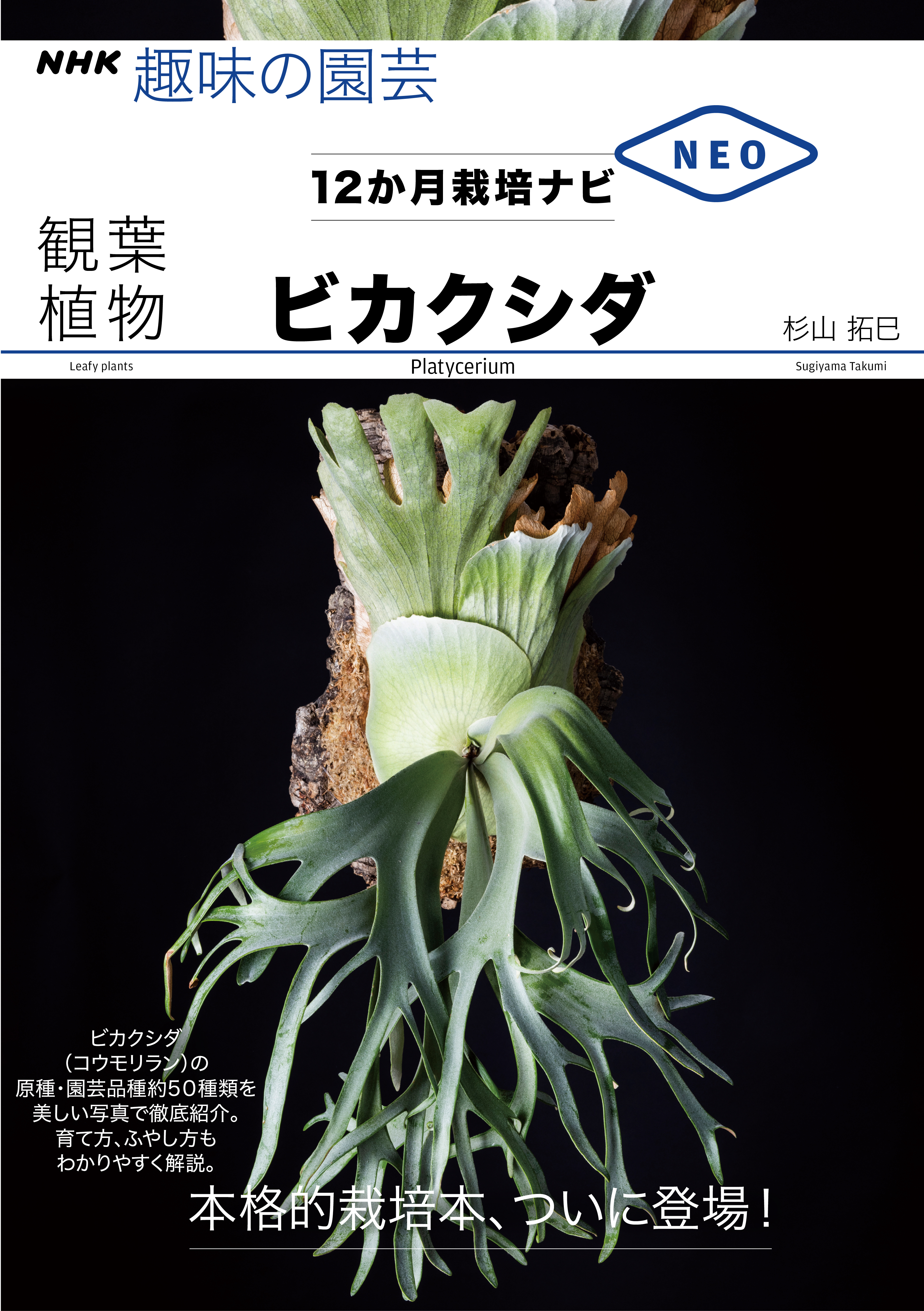 観葉植物　ビカクシダ