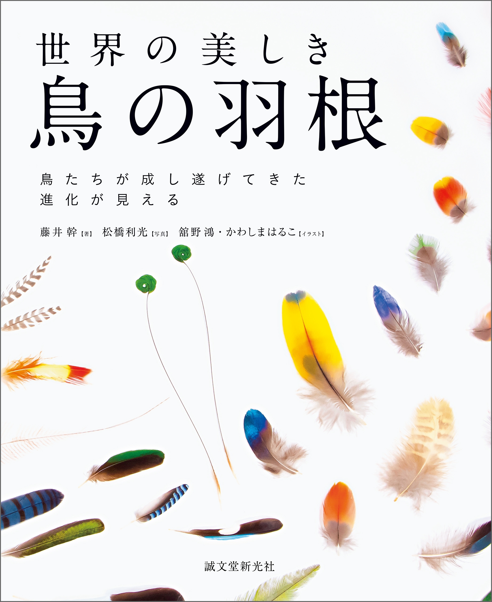 世界の美しき鳥の羽根