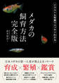 メダカの飼育方法 完全版