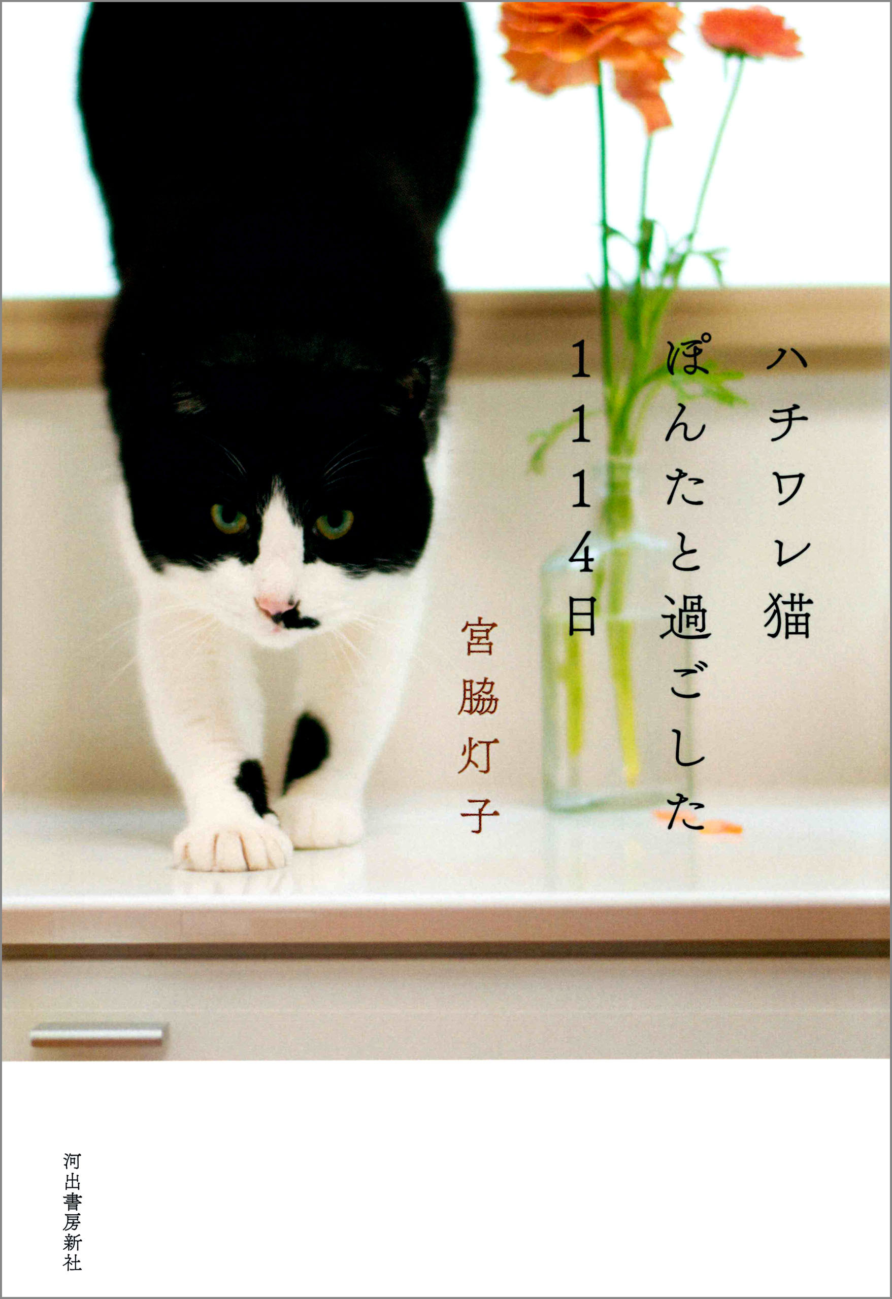 ハチワレ猫ぽんたと過ごした１１１４日
