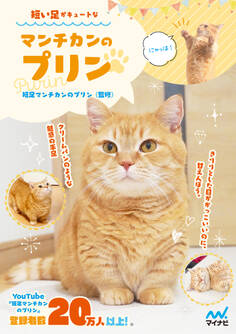 短い足がキュートなマンチカンのプリン