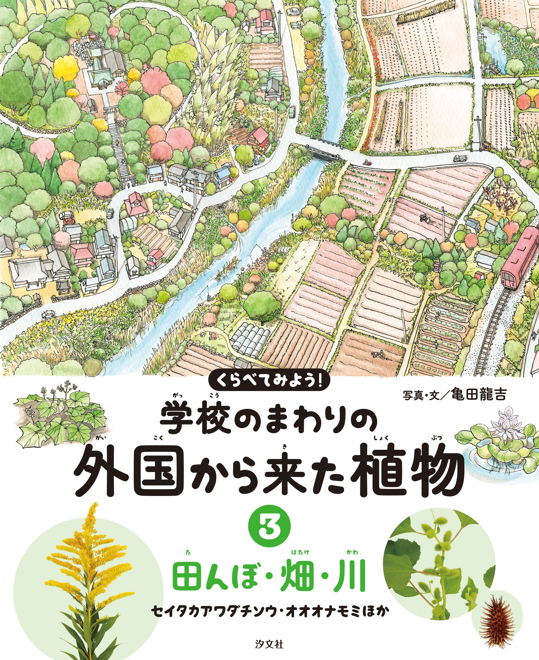 くらべてみよう！ 学校のまわりの外国から来た植物 3田んぼ・畑・川 セイタカアワダチソウ・オオオナモミほか