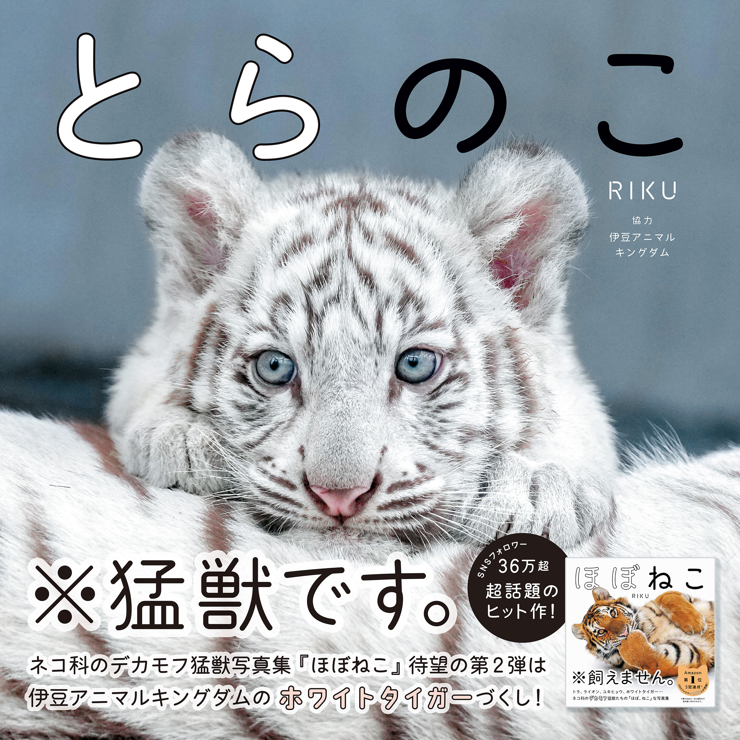 とらのこ