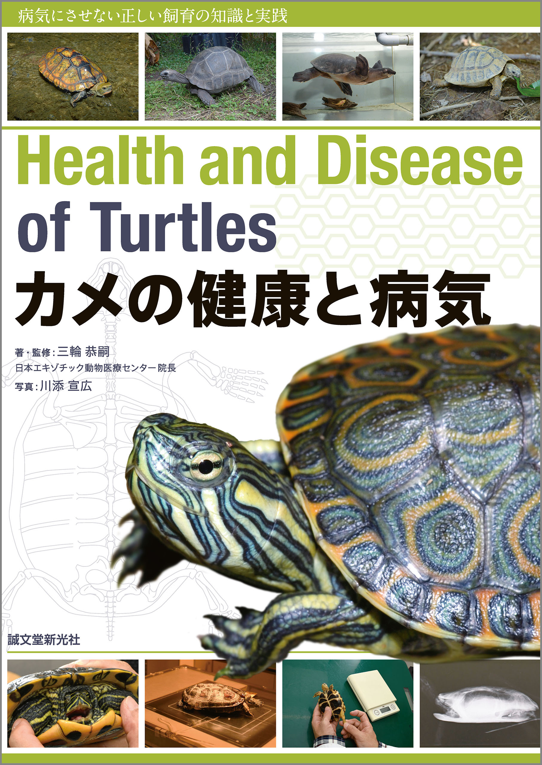 カメの健康と病気