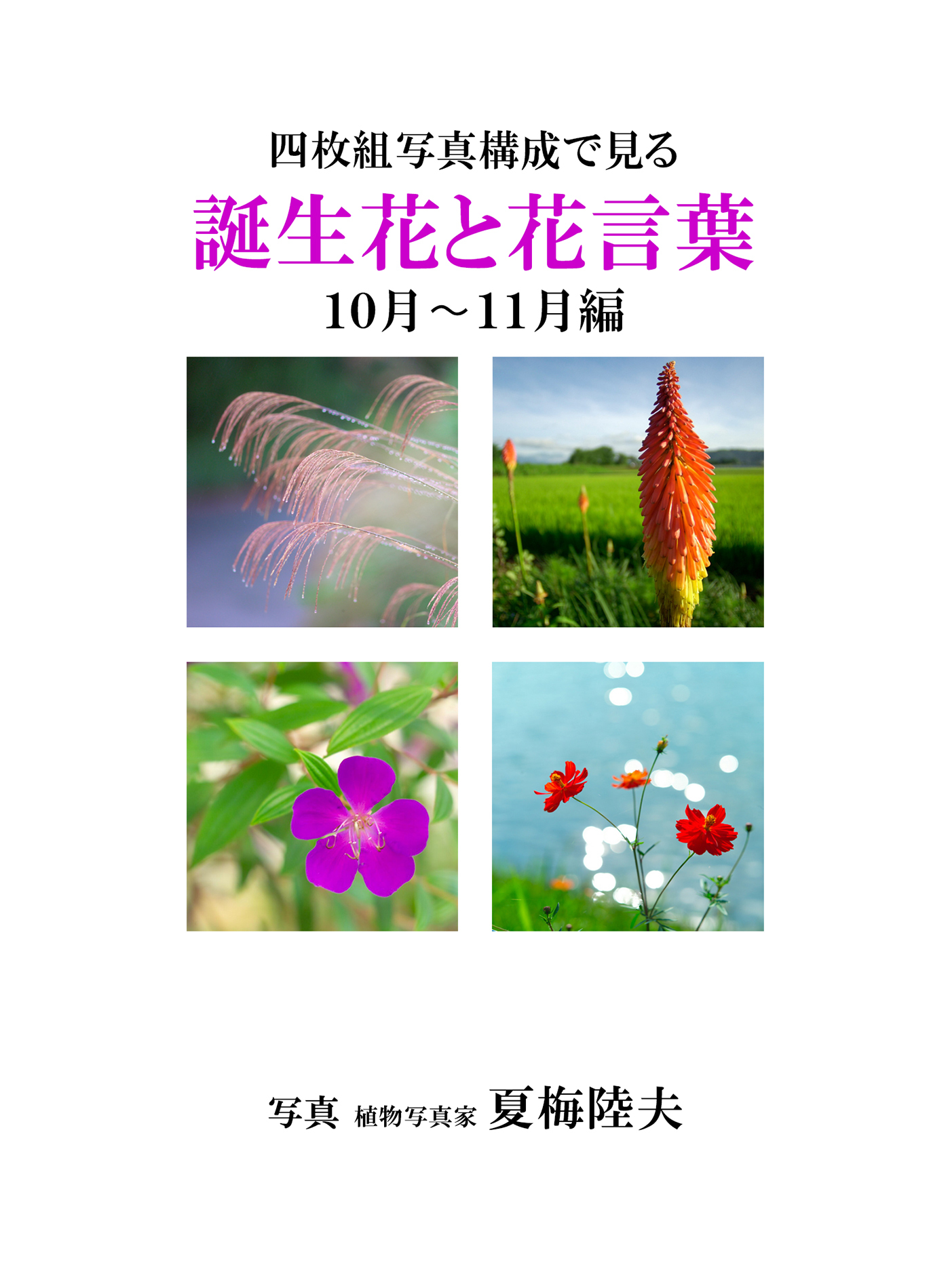 四枚組写真構成で見る誕生花と花言葉１０～１１月編