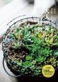 改訂版 大人が楽しむ多肉植物