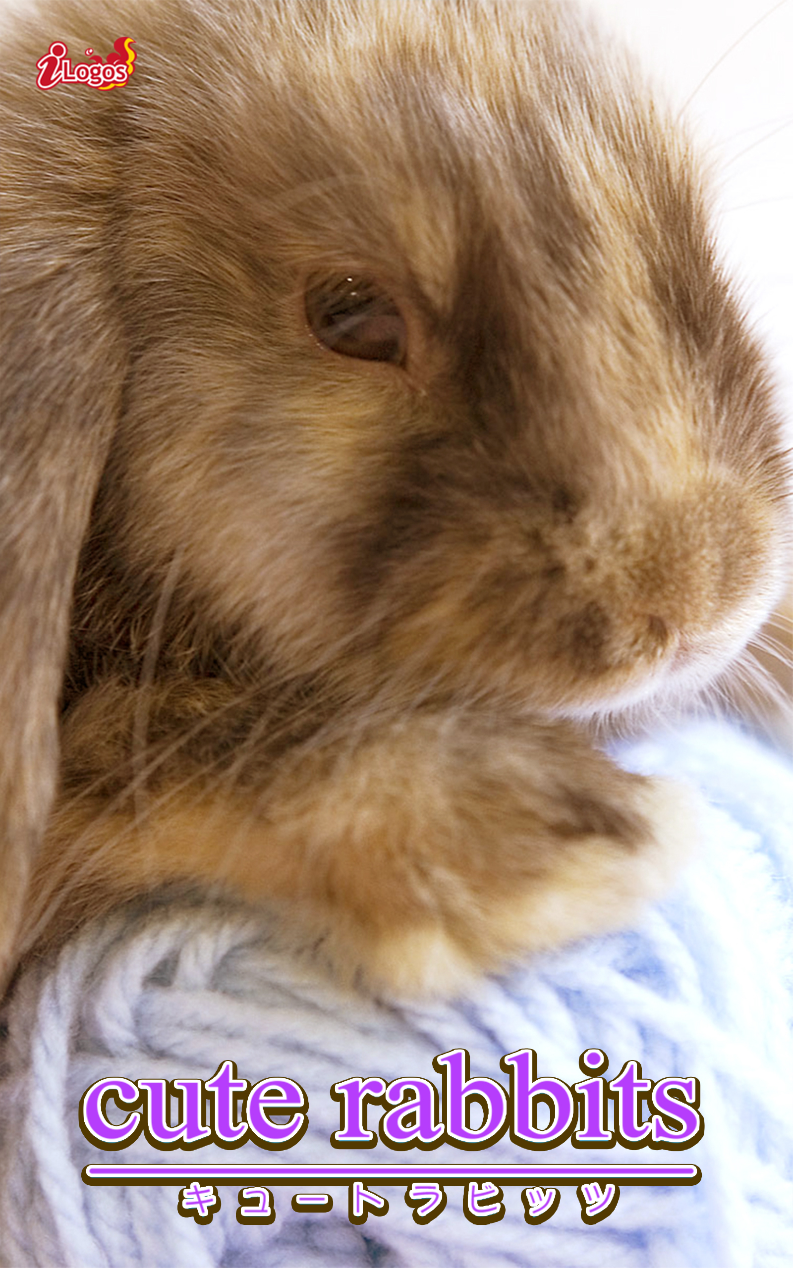 cute rabbits03 ミニロップ