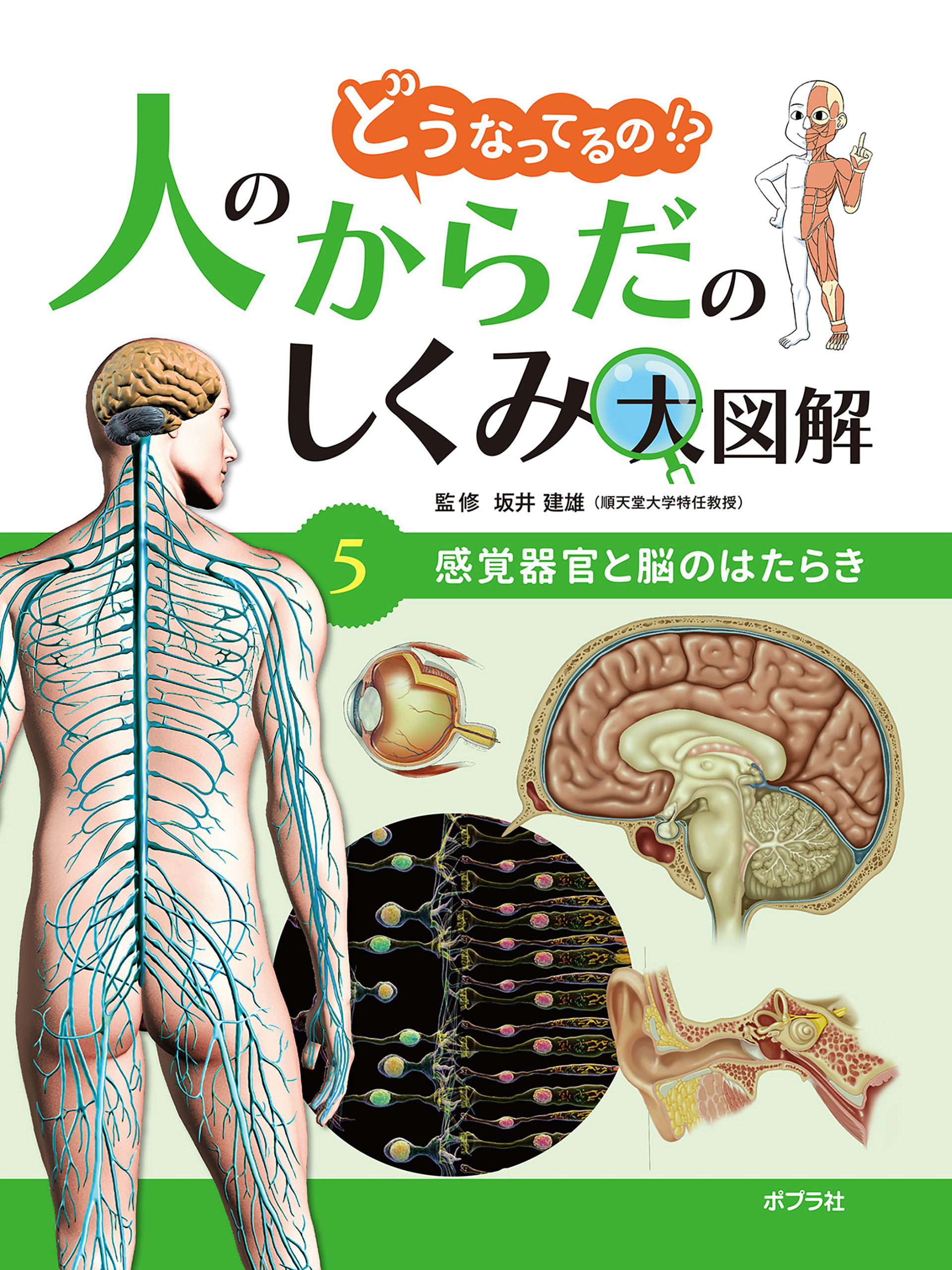 感覚器官と脳のはたらき５　どうなってるの！？　人のからだのしくみ大図解