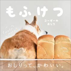 もふけつ コーギーのおしり