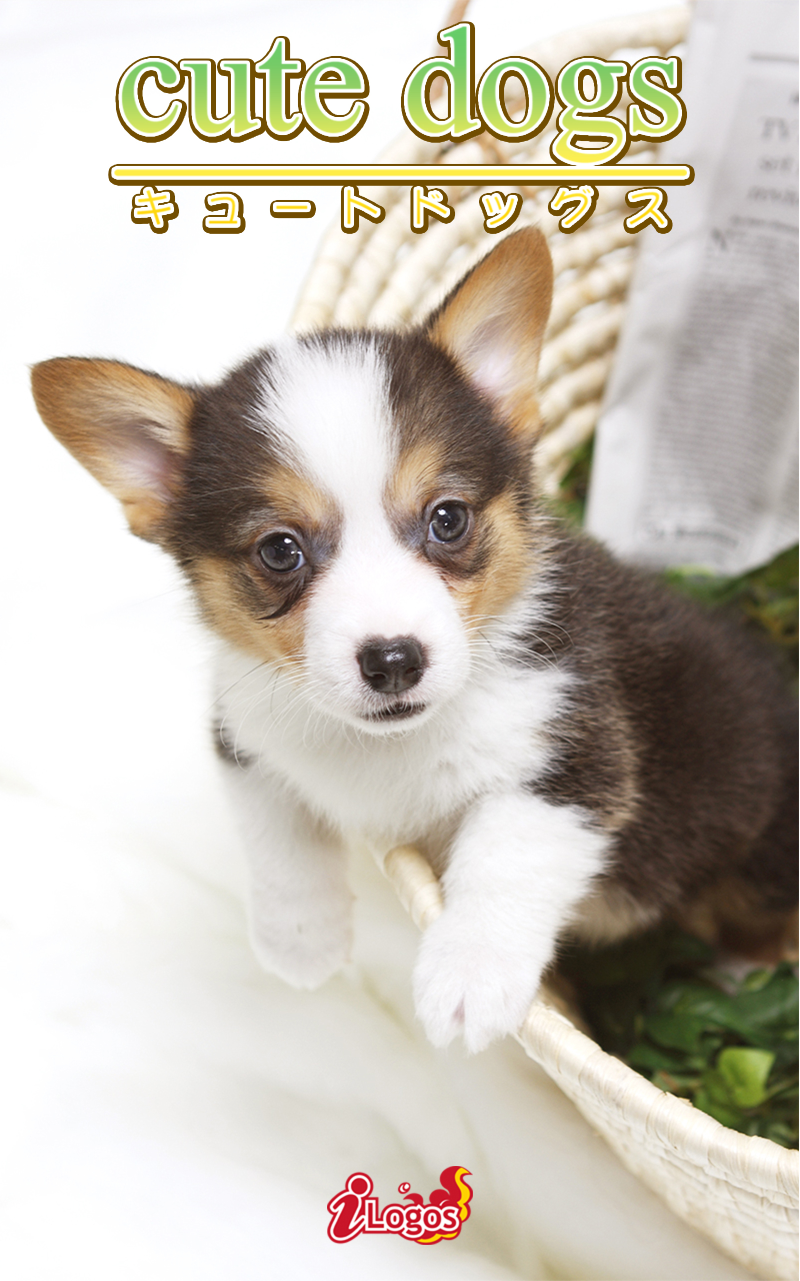 cute dogs35 ウェルシュ・コーギー