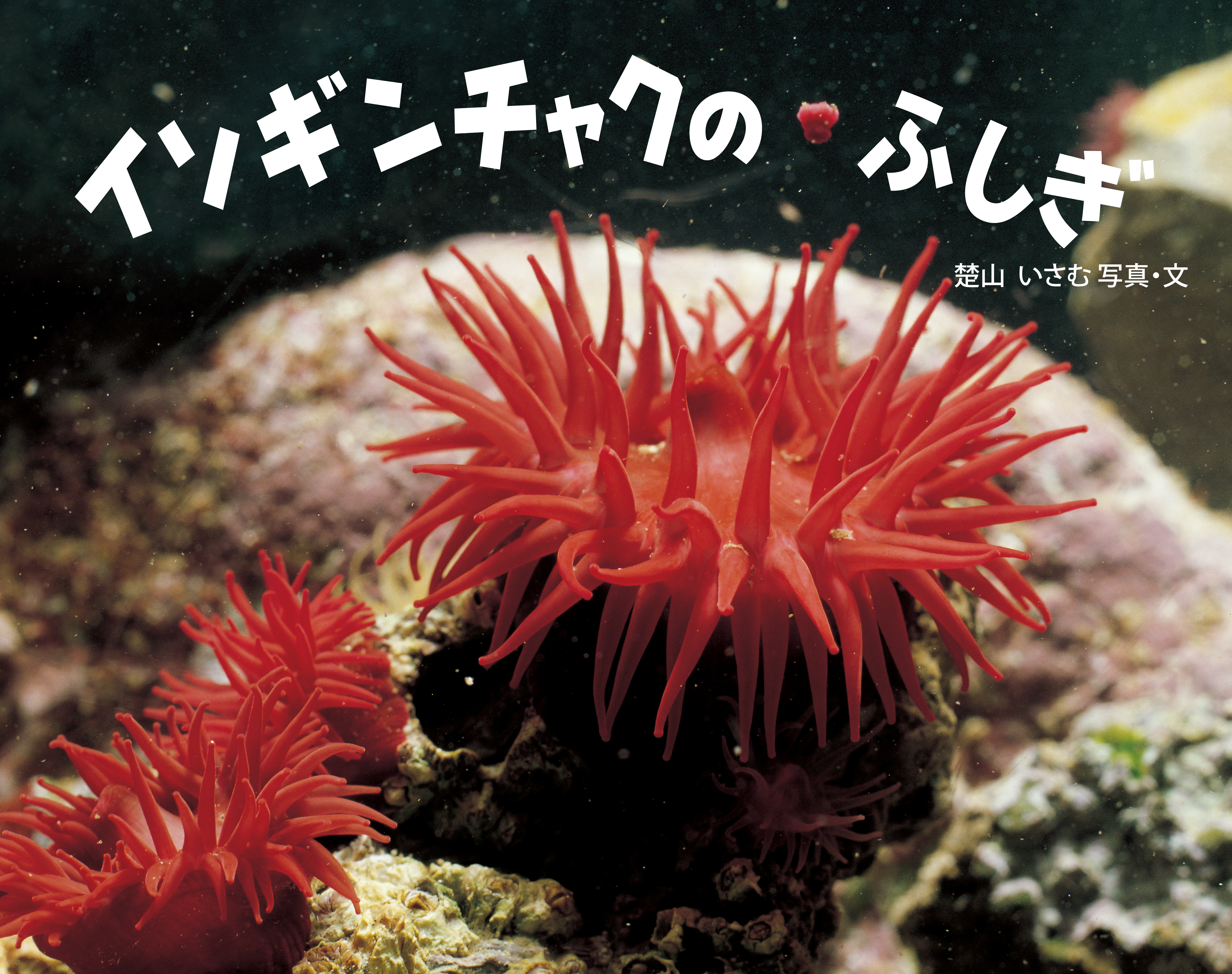 イソギンチャクのふしぎ