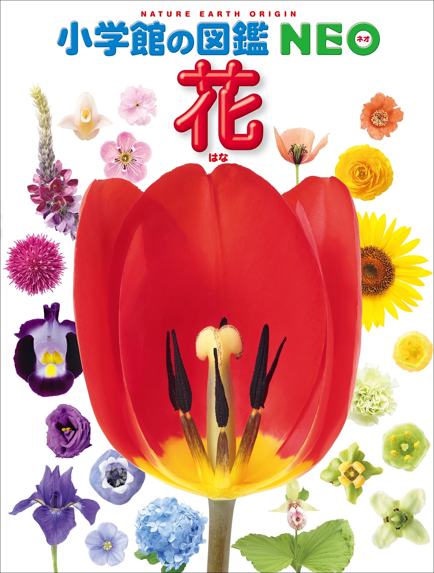 小学館の図鑑NEO　花