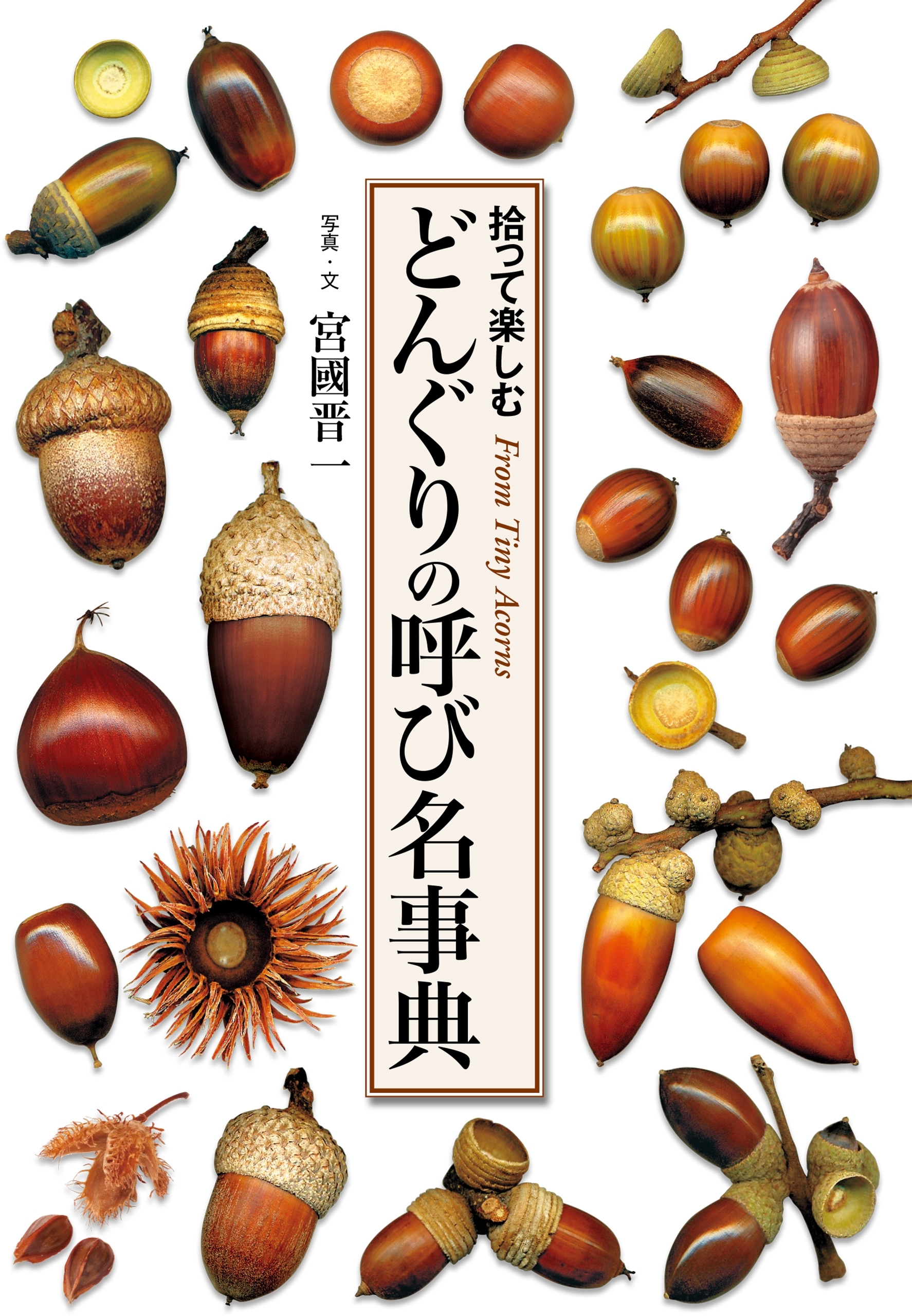 どんぐりの呼び名事典