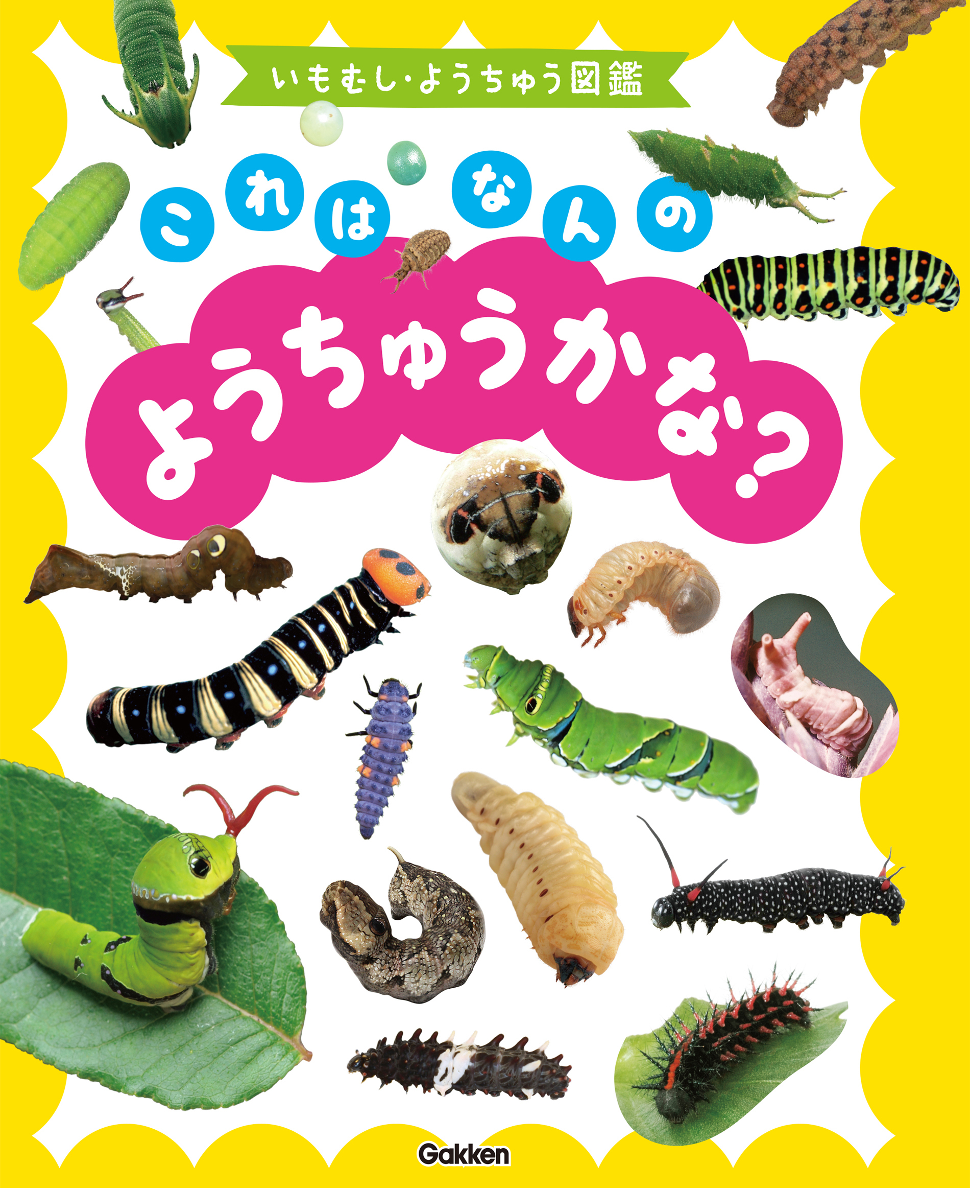 いもむし・ようちゅう図鑑　これはなんのようちゅうかな？
