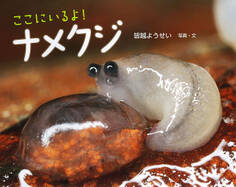 ここにいるよ! ナメクジ
