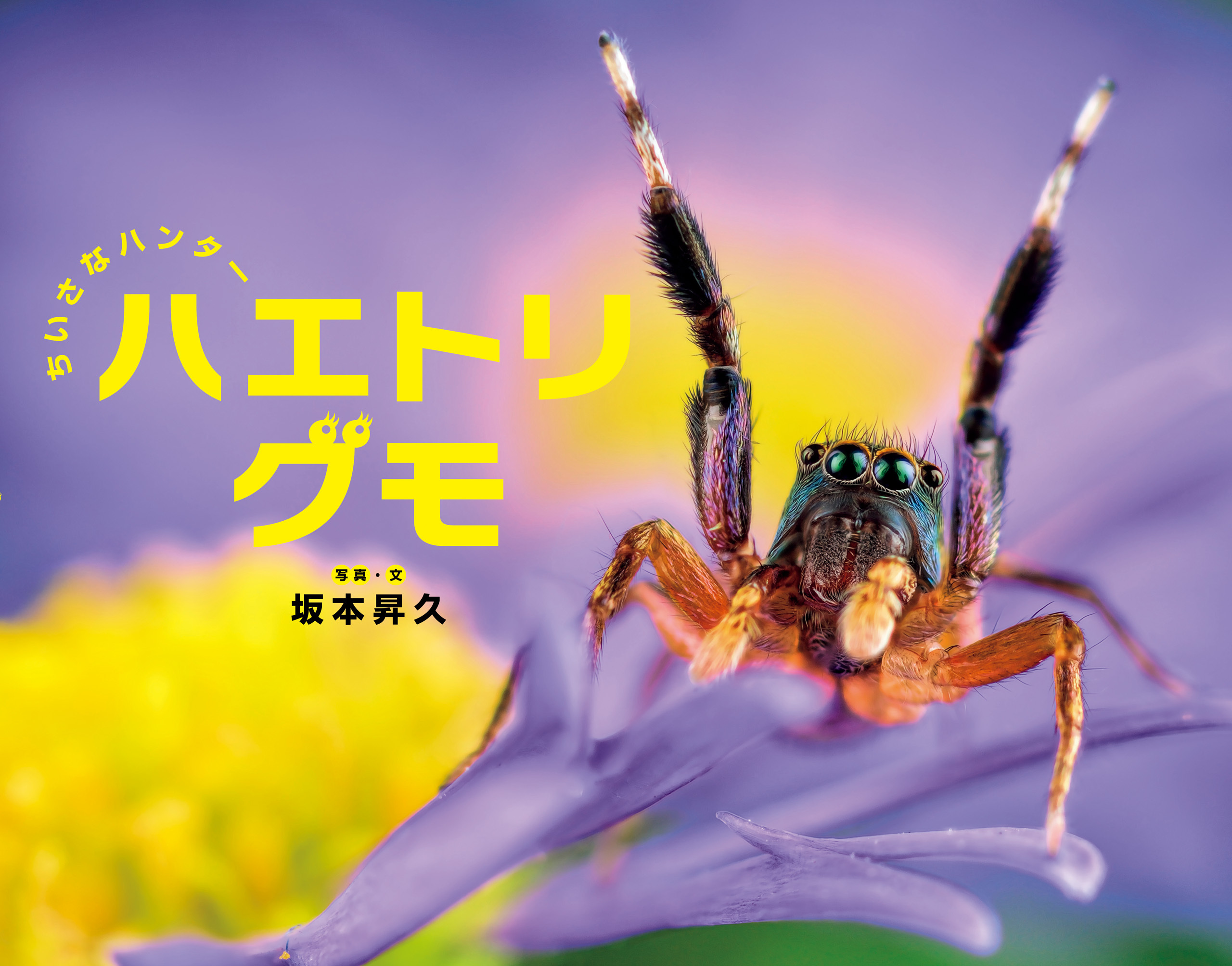 ちいさなハンター　ハエトリグモ