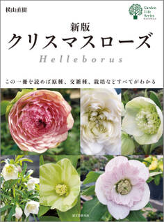 新版 クリスマスローズ