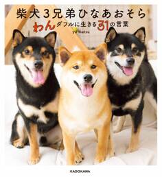 柴犬3兄弟 ひなあおそら わんダフルに生きる31の言葉