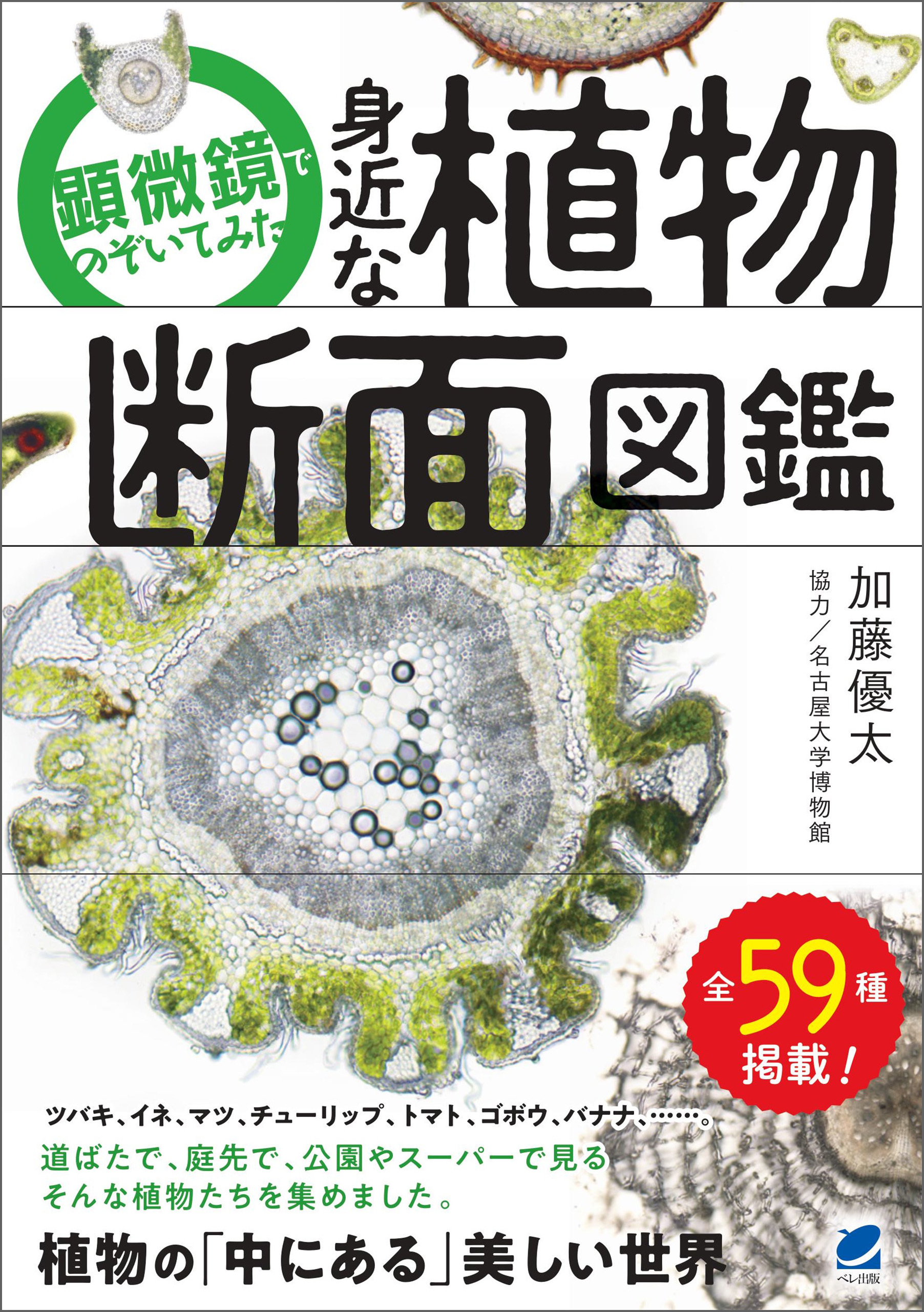 顕微鏡でのぞいてみた 身近な植物断面図鑑