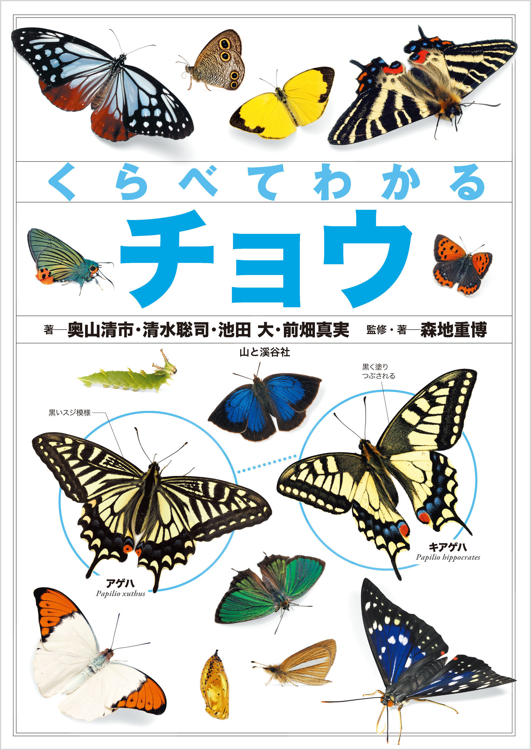 くらべてわかるチョウ